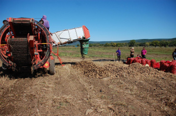 В Анучинском округе КФХ  Нестеренко активно идёт уборка картофеля